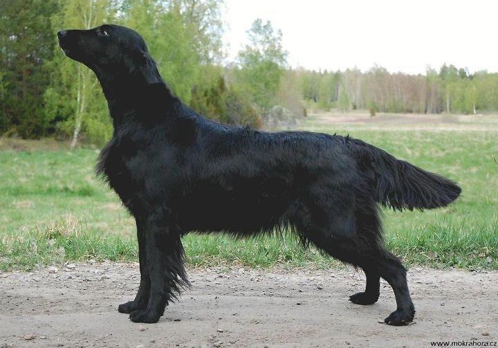 FI V-08 INT&NORD UCH JWW-03 NO V-06 VWW-11 WW-08 Almanza Jigsaw Puzzle